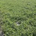 各类栀子花和茉莉花大量有售