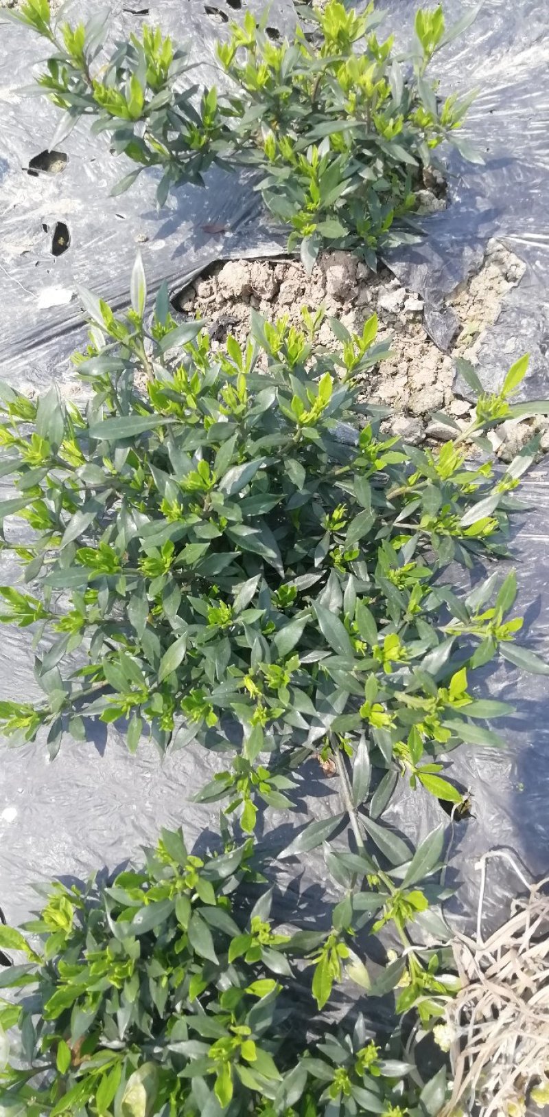 各类栀子花和茉莉花大量有售