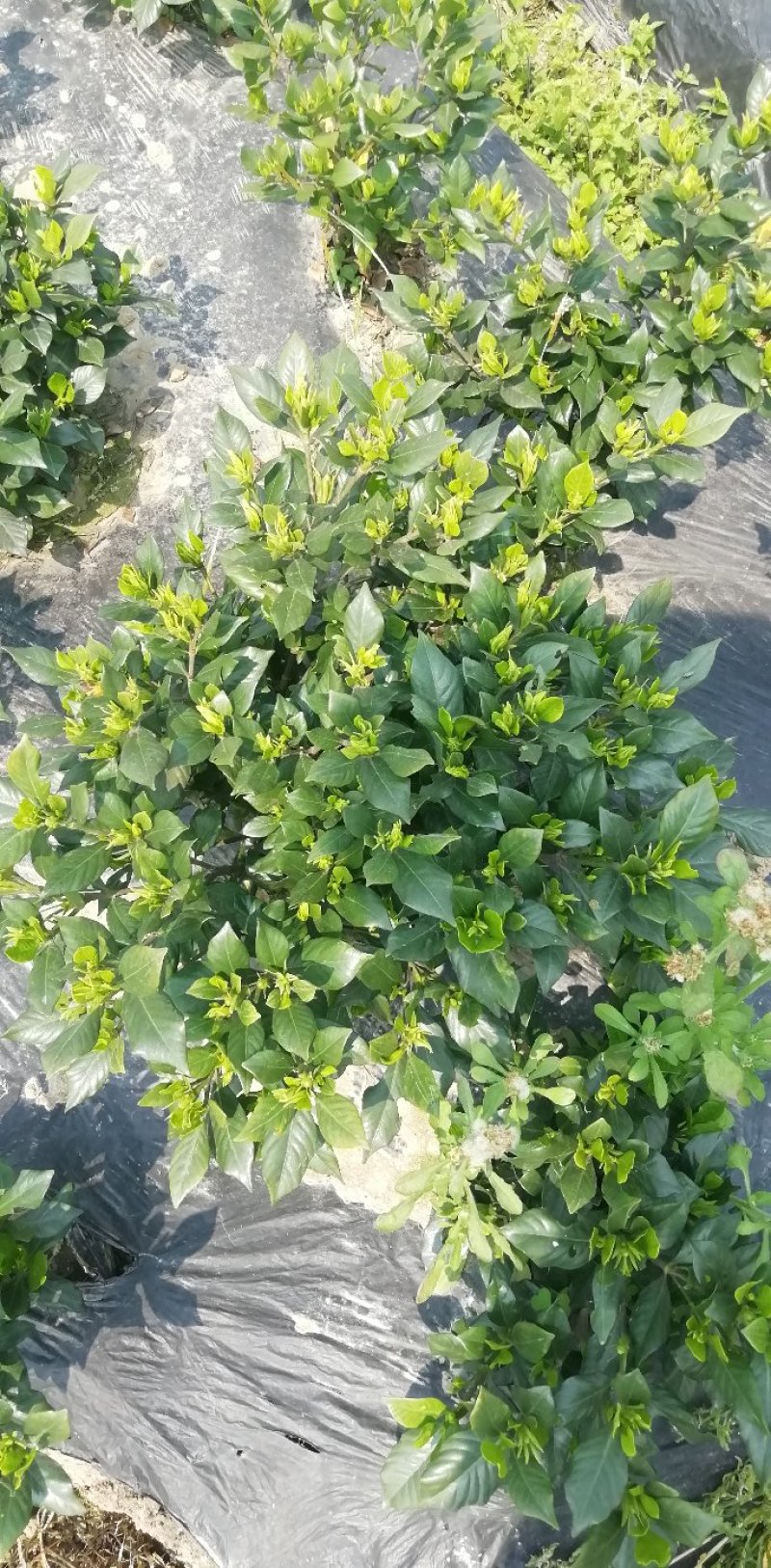 各类栀子花和茉莉花大量有售