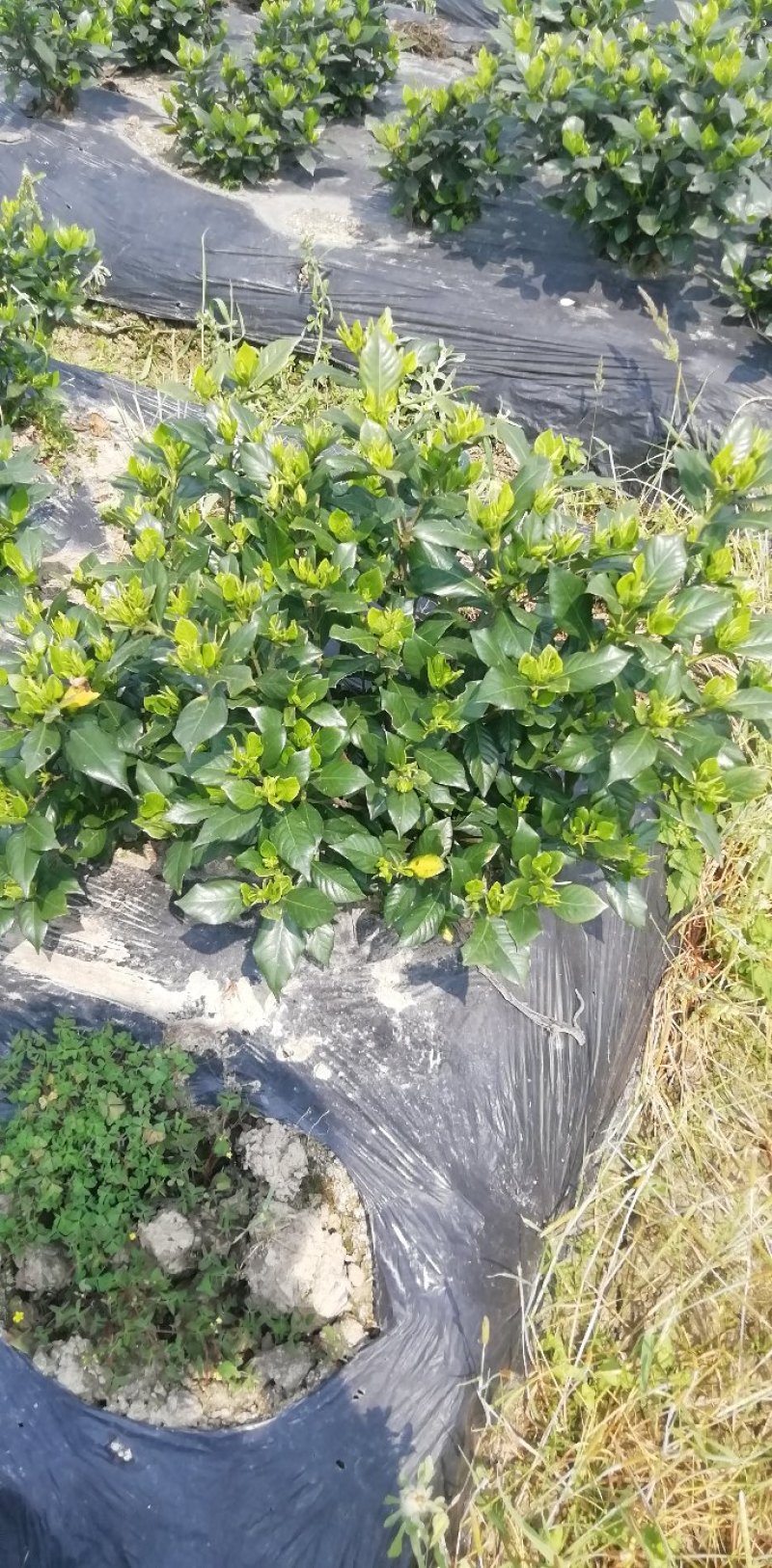 各类栀子花和茉莉花大量有售