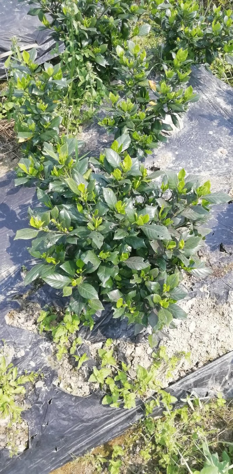 各类栀子花和茉莉花大量有售