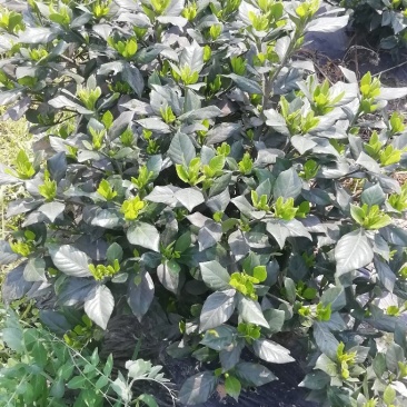 各类栀子花和茉莉花大量有售