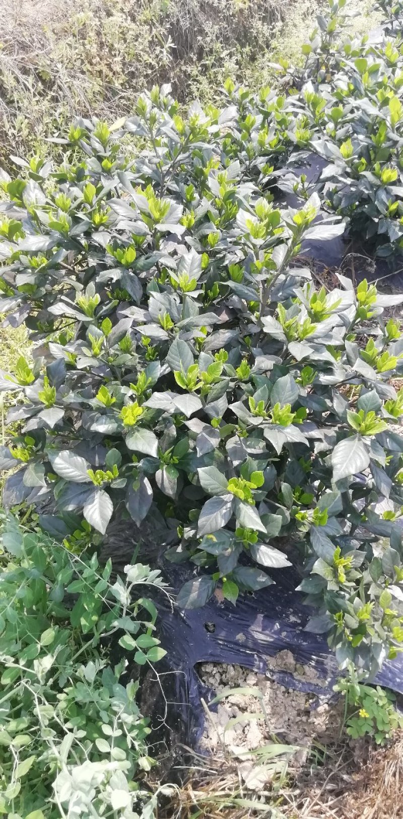 各类栀子花和茉莉花大量有售