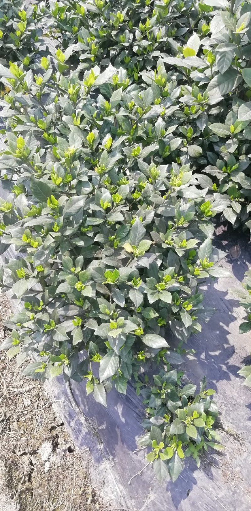 各类栀子花和茉莉花大量有售