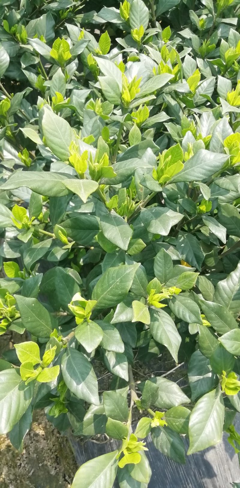 各类栀子花和茉莉花大量有售