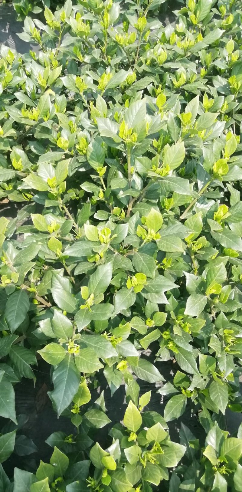 各类栀子花和茉莉花大量有售