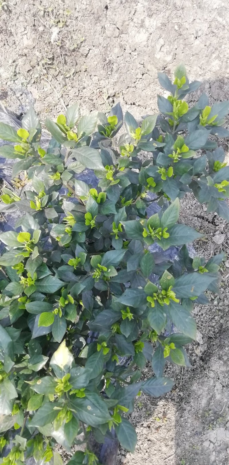 各类栀子花和茉莉花大量有售