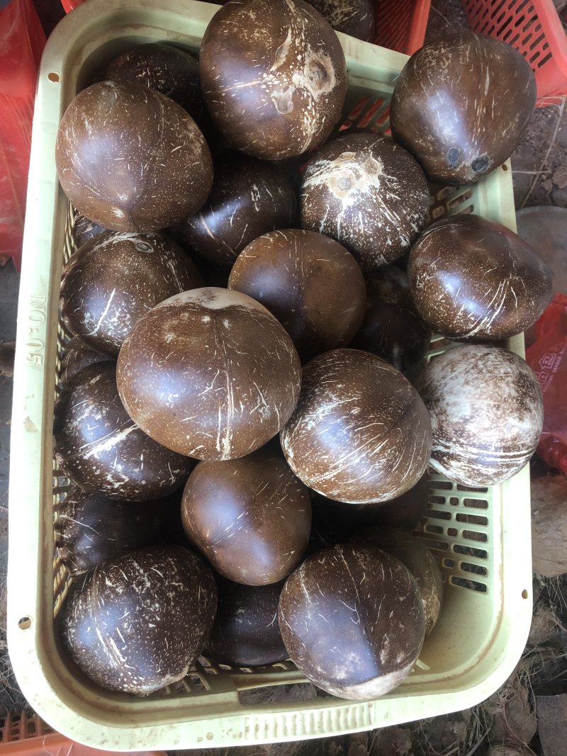 宝龙椰青厂家直销海南文昌椰子椰青毛椰，椰白球