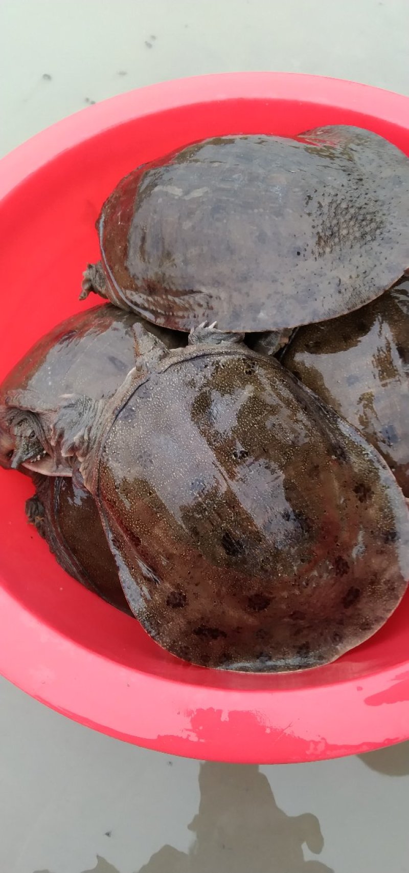 黑花甲鱼黄花甲鱼生态鱼仿野生老鳖体质凶猛