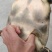 黑花甲鱼黄花甲鱼生态鱼仿野生老鳖体质凶猛
