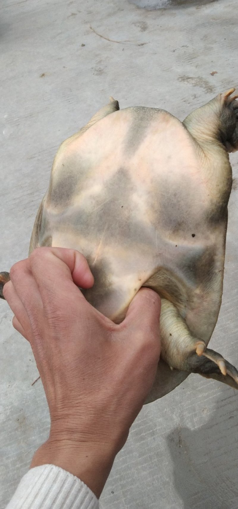 黑花甲鱼黄花甲鱼生态鱼仿野生老鳖体质凶猛