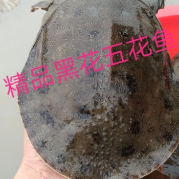 黑花甲鱼黄花甲鱼生态鱼仿野生老鳖体质凶猛