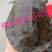 黑花甲鱼黄花甲鱼生态鱼仿野生老鳖体质凶猛