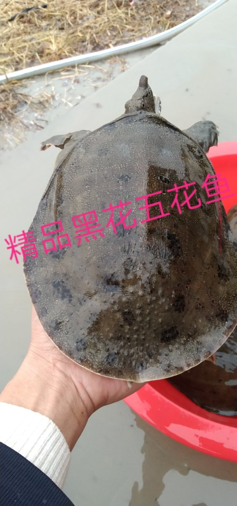黑花甲鱼黄花甲鱼生态鱼仿野生老鳖体质凶猛