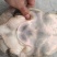 黑花甲鱼黄花甲鱼生态鱼仿野生老鳖体质凶猛