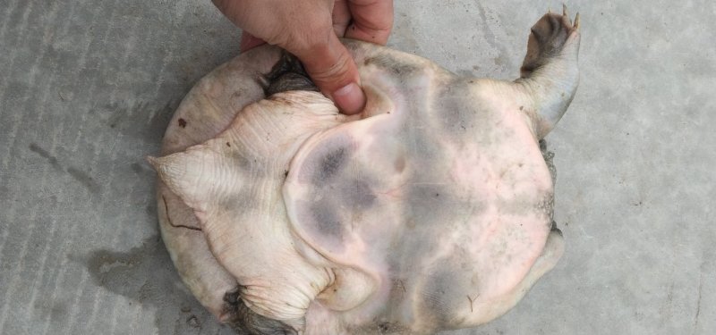 黑花甲鱼黄花甲鱼生态鱼仿野生老鳖体质凶猛