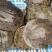 黑花甲鱼黄花甲鱼生态鱼仿野生老鳖体质凶猛