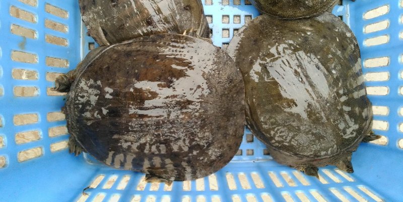 黑花甲鱼黄花甲鱼生态鱼仿野生老鳖体质凶猛