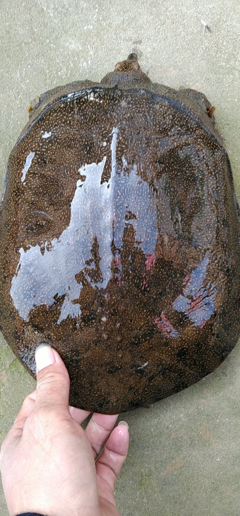 黑花甲鱼黄花甲鱼生态鱼仿野生老鳖体质凶猛