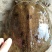 黑花甲鱼黄花甲鱼生态鱼仿野生老鳖体质凶猛