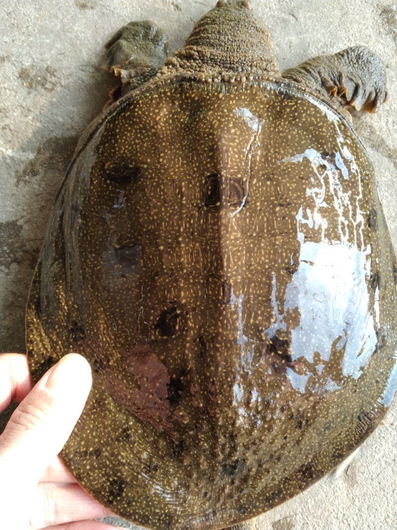 黑花甲鱼黄花甲鱼生态鱼仿野生老鳖体质凶猛