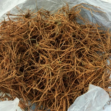 红根野蚕豆灵芝草（出售根茎）