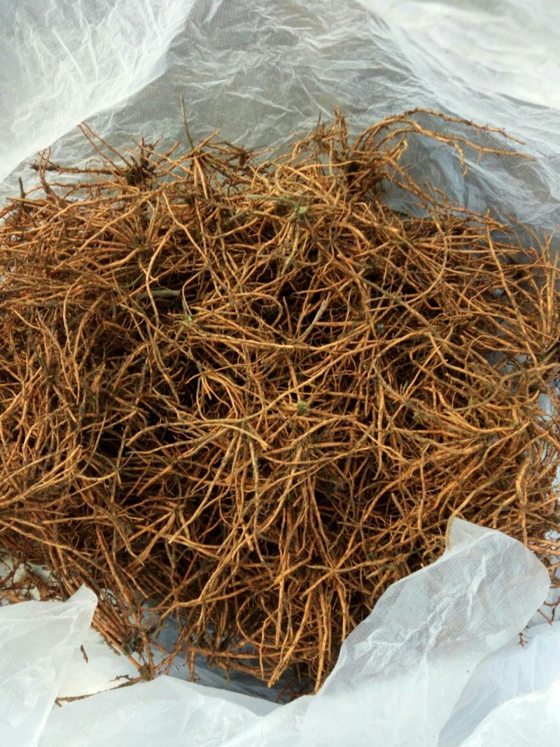 红根野蚕豆灵芝草（出售根茎）