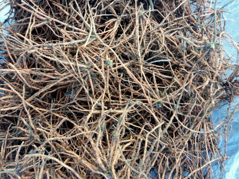 红根野蚕豆灵芝草（出售根茎）