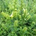 红根野蚕豆灵芝草（出售根茎）