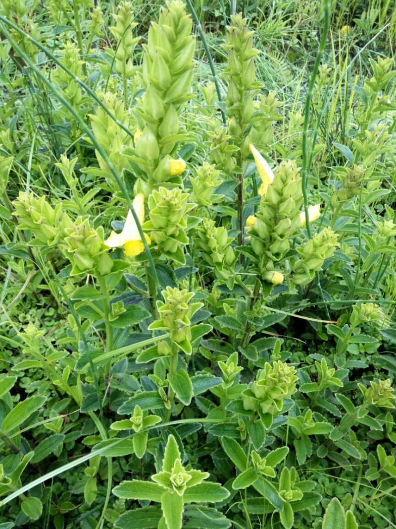 红根野蚕豆灵芝草（出售根茎）