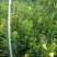 红根野蚕豆灵芝草（出售根茎）