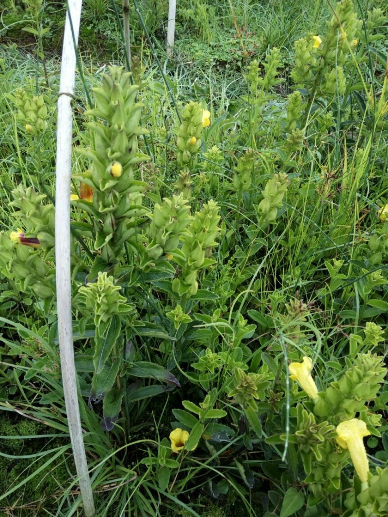 红根野蚕豆灵芝草（出售根茎）