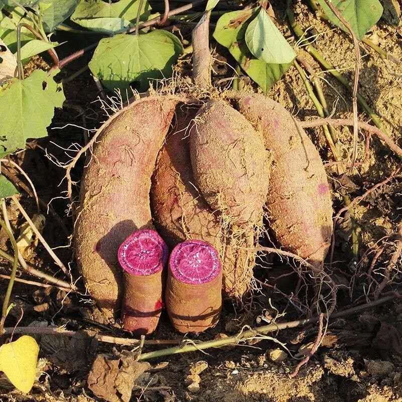脱毒原原种紫罗兰红薯苗