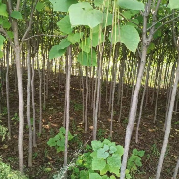 出售各规格梓树梧桐树绿化工程树工程苗占地树，播种苗等。