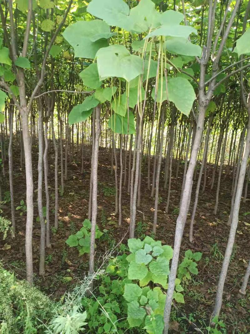 出售各规格梓树梧桐树绿化工程树工程苗占地树，播种苗等。
