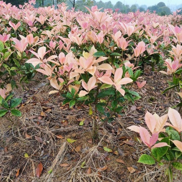 彩桂桂花球园林绿化工程用苗常绿植物