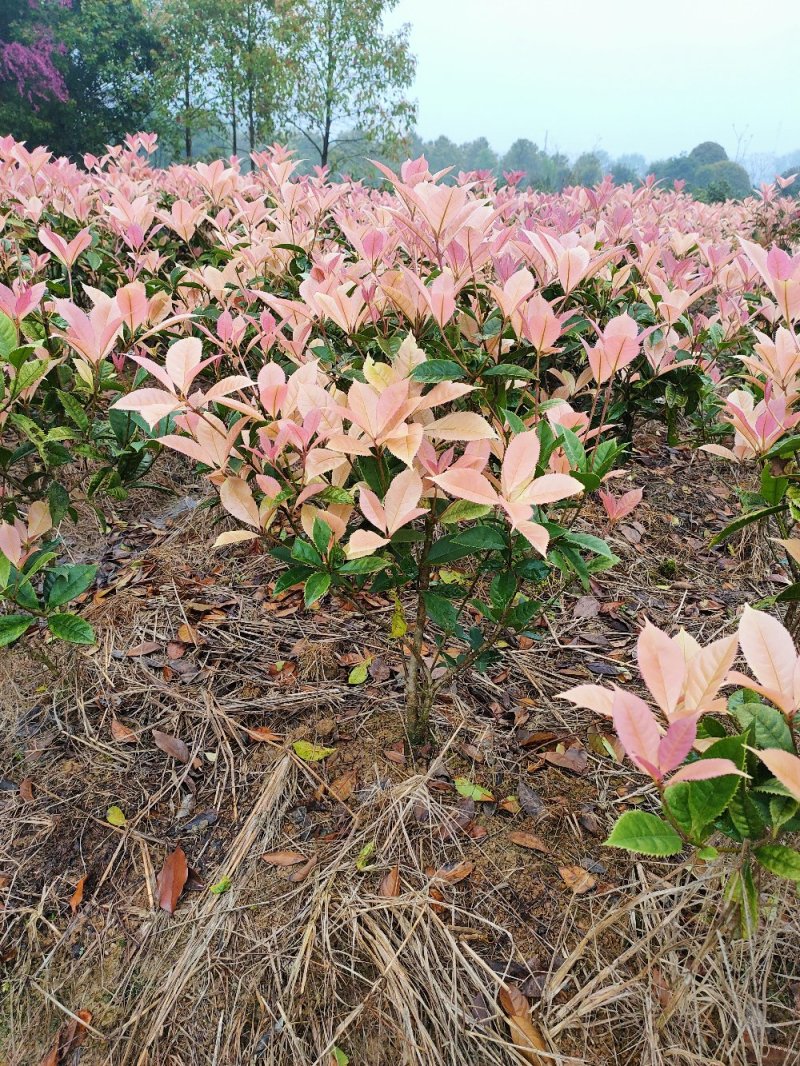 彩桂桂花球园林绿化工程用苗常绿植物