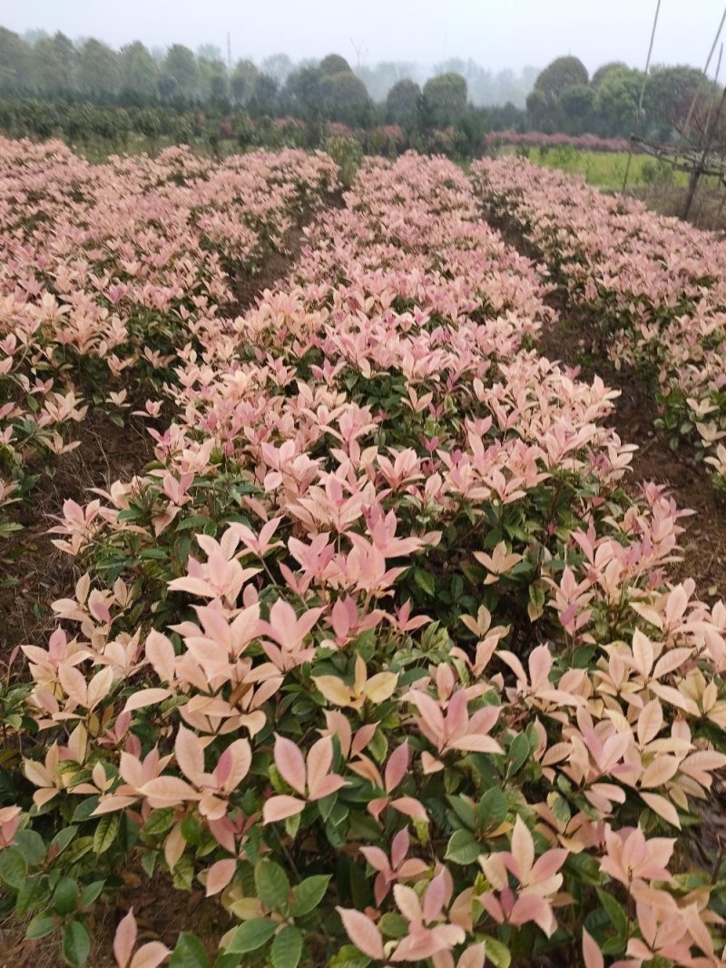 彩桂桂花球园林绿化工程用苗常绿植物