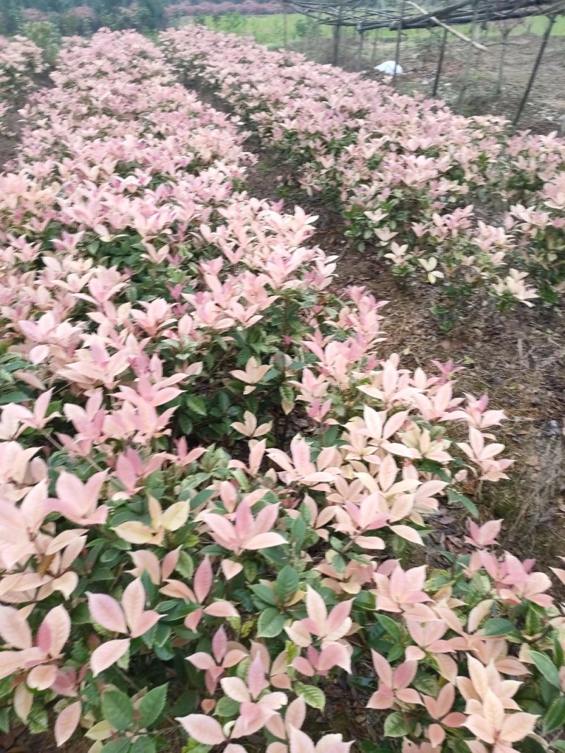 彩桂桂花球园林绿化工程用苗常绿植物