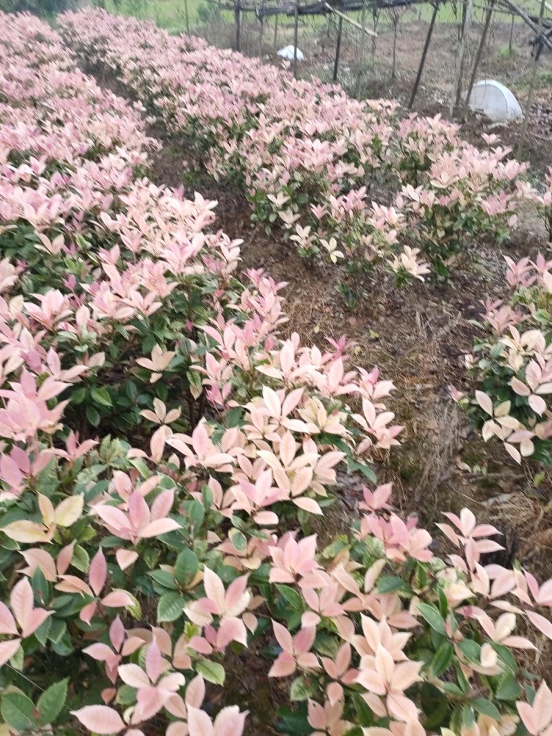 彩桂桂花球园林绿化工程用苗常绿植物