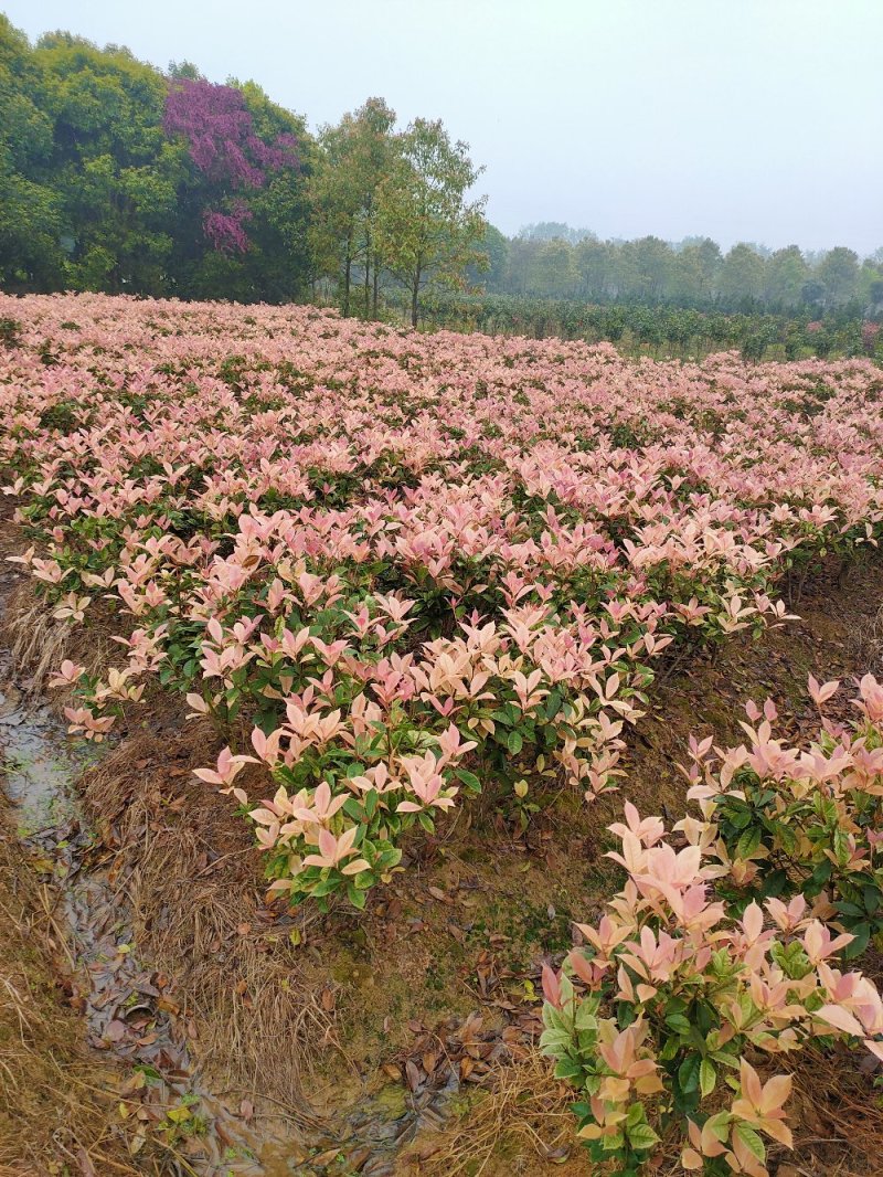 彩桂桂花球园林绿化工程用苗常绿植物