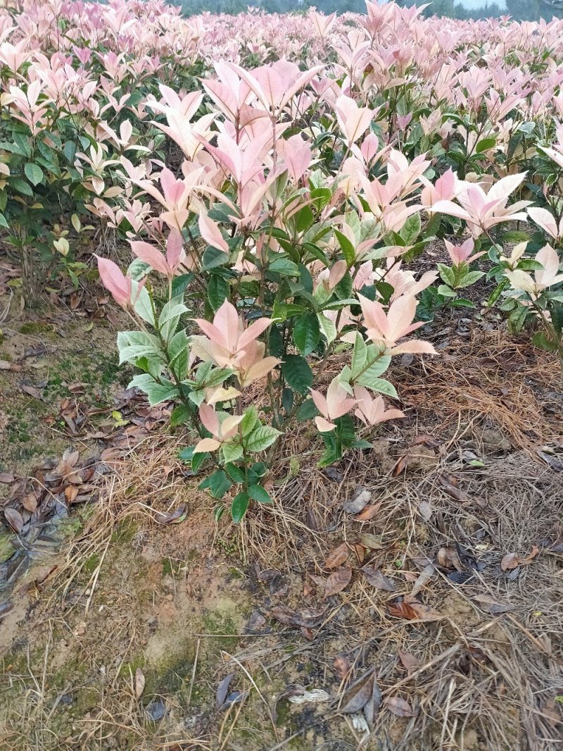 彩桂桂花球园林绿化工程用苗常绿植物