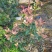 彩桂桂花球园林绿化工程用苗常绿植物