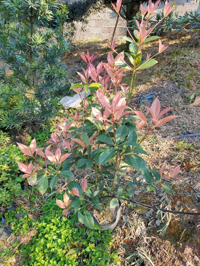彩桂桂花球园林绿化工程用苗常绿植物