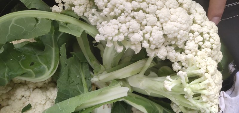 白面青梗松花菜散花2~3斤青梗小米粒乳白，大量供应