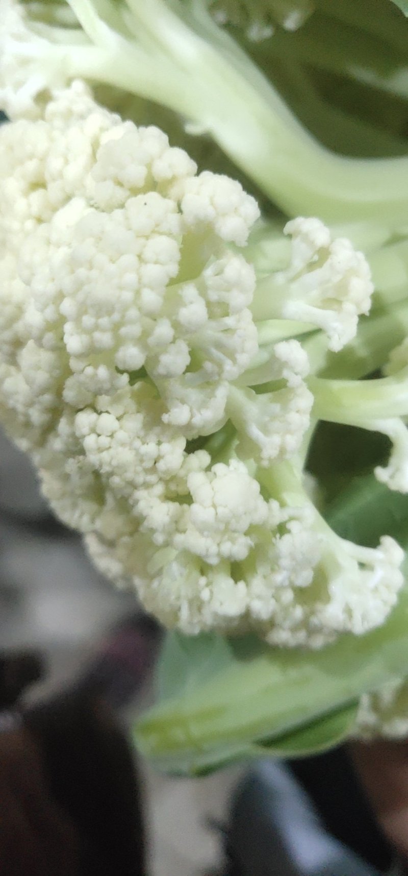 白面青梗松花菜散花2~3斤青梗小米粒乳白，大量供应