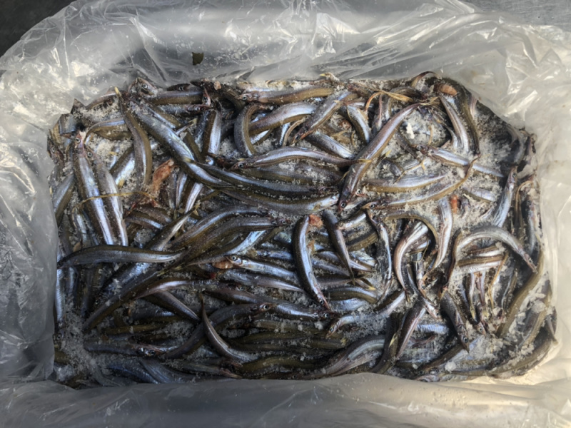 面条鱼、银针鱼、玉筋鱼招城市代理商、食堂、餐饮