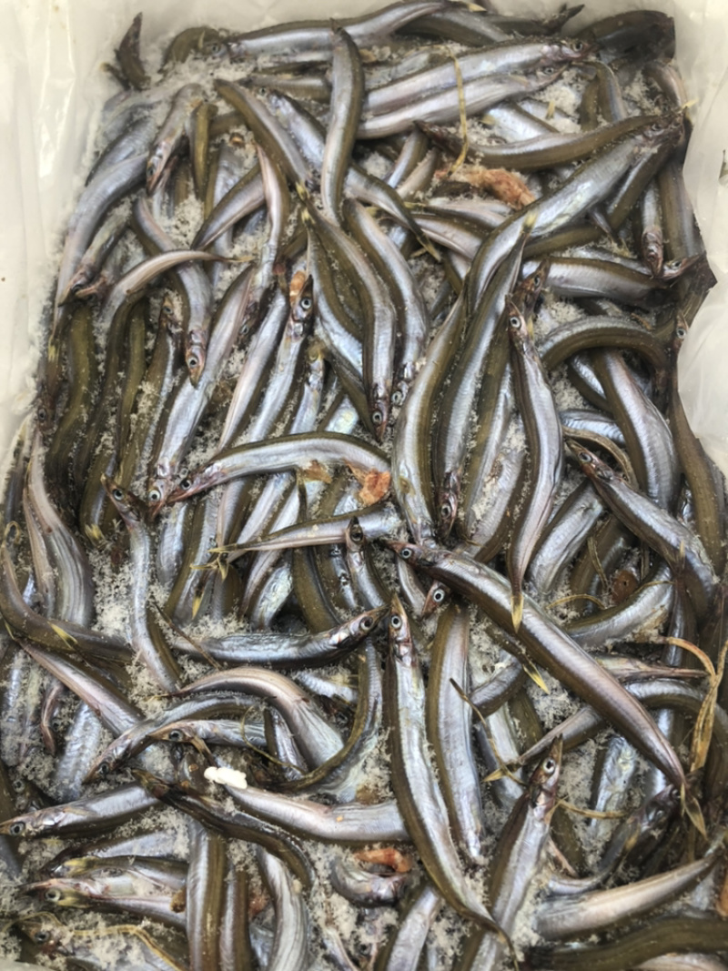 面条鱼、银针鱼、玉筋鱼招城市代理商、食堂、餐饮