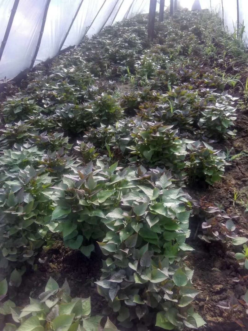 脱毒原原种西瓜红红薯苗