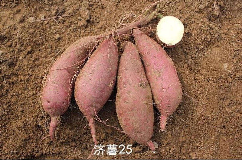 脱毒原原种济薯25红薯苗